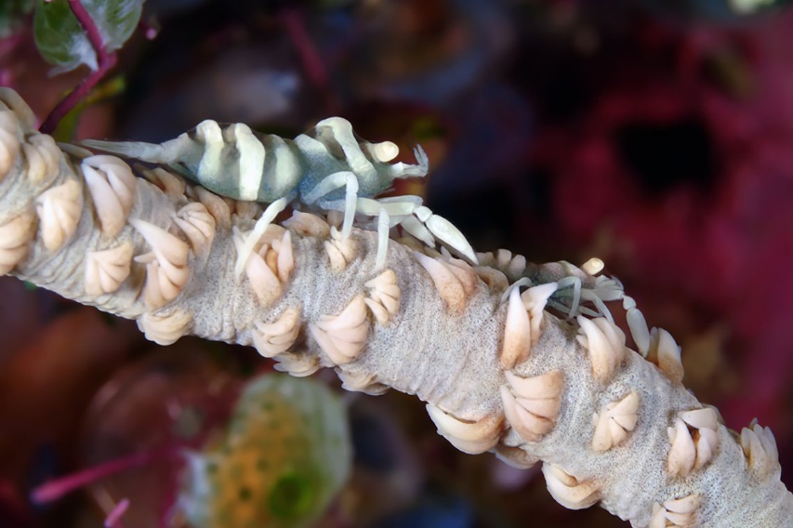 Buceo Anilao Beach & Dive Resort - Diving Holidays Buceo Anilao Beach & Dive Resort - Diving Holidays