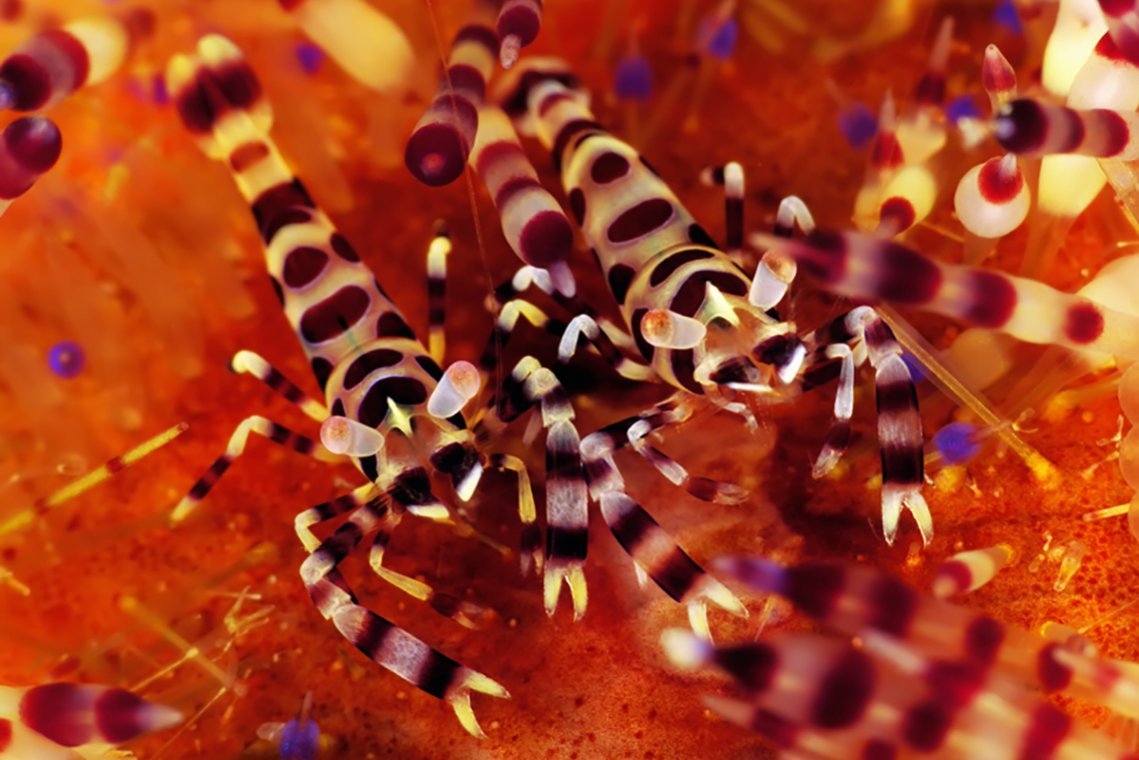 Buceo Anilao Beach & Dive Resort - Diving Holidays Buceo Anilao Beach & Dive Resort - Diving Holidays