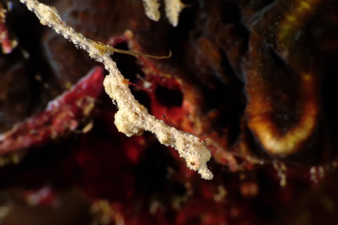 Buceo Anilao Beach & Dive Resort - Diving Holidays Buceo Anilao Beach & Dive Resort - Diving Holidays