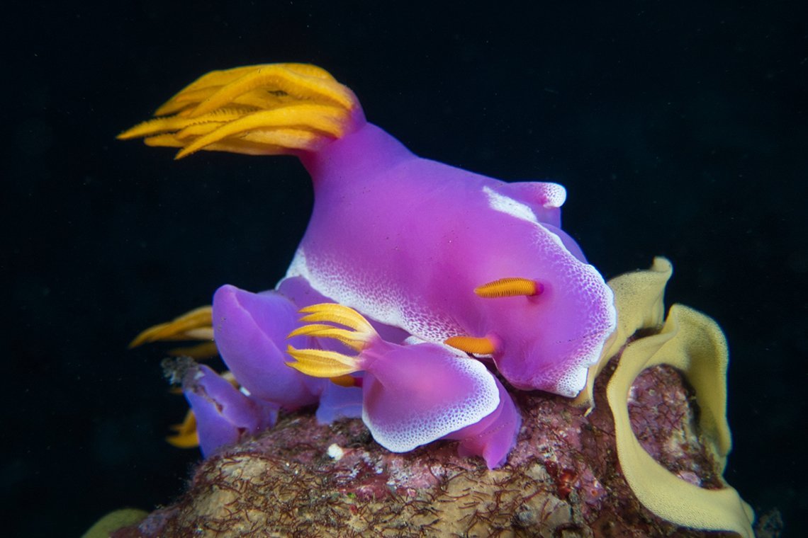 Siddhartha Diving Center - Diving Holidays Siddhartha Diving Center - Diving Holidays