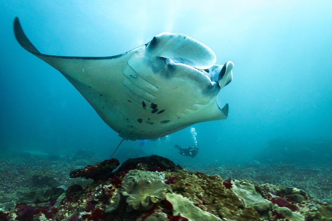 Siddhartha Diving Center - Diving Holidays Siddhartha Diving Center - Diving Holidays