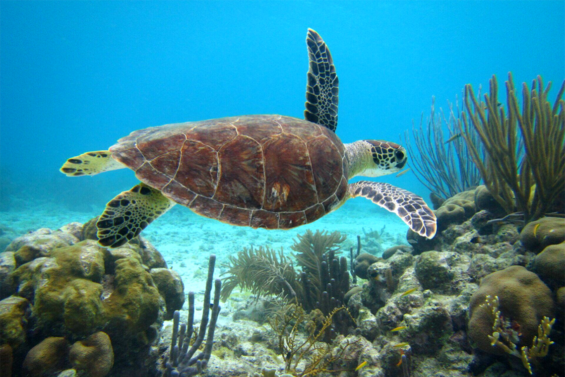 Tropical Divers Bonaire - Diving Holidays