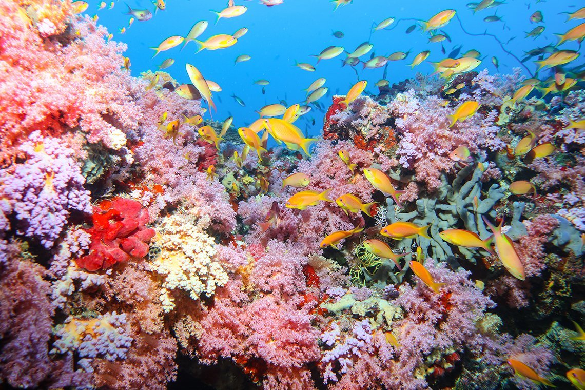 Amba Liveaboard - Diving Holidays