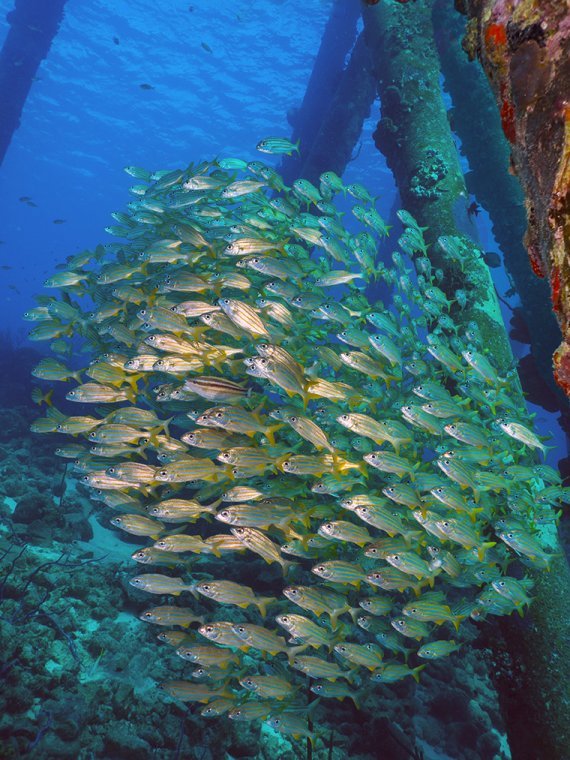 VIP Diving Bonaire - Diving Holidays