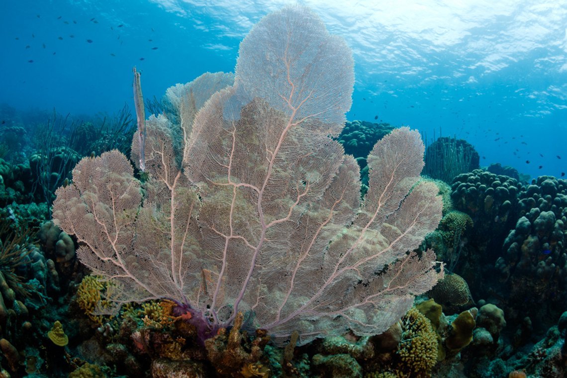 VIP Diving Bonaire - Diving Holidays