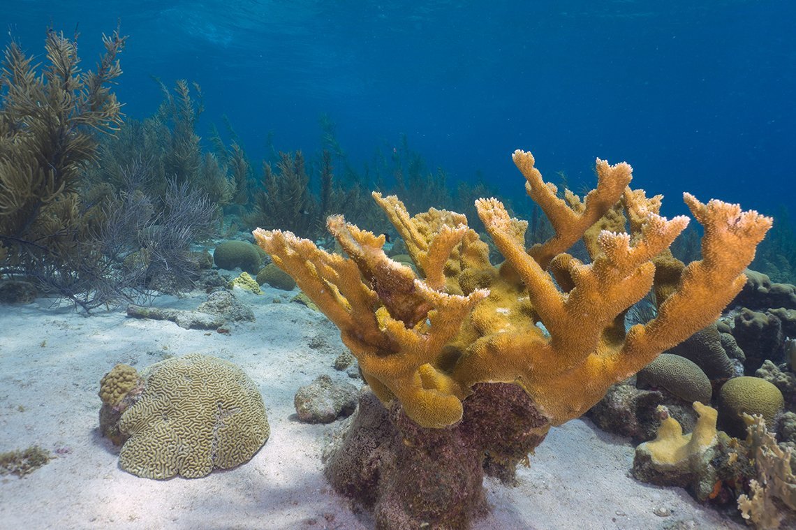 VIP Diving Bonaire - Diving Holidays