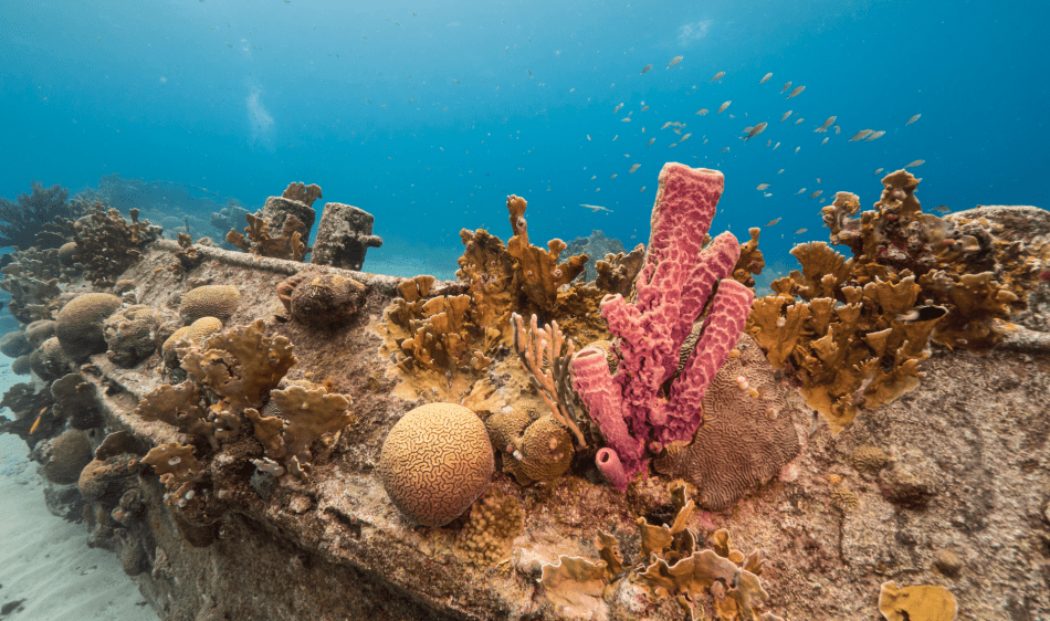 Curaçao - Diving Holidays