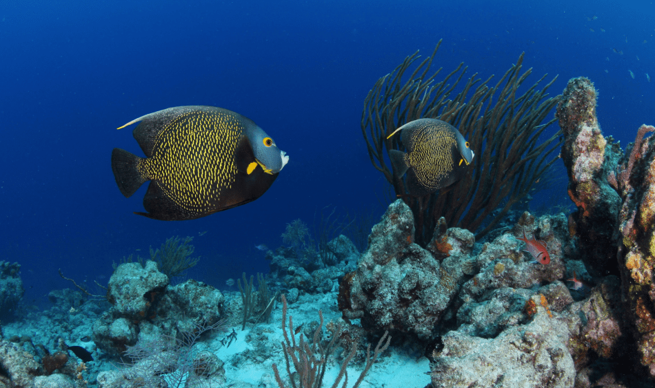 Mambo Beach - Diving Holidays