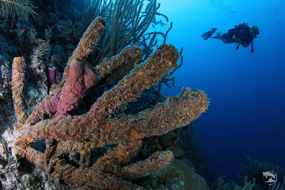 Ocean Encounters - Diving Holidays