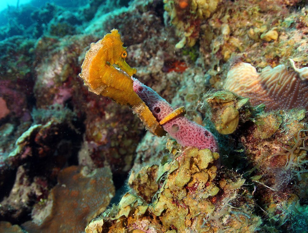 Ocean Encounters - Diving Holidays