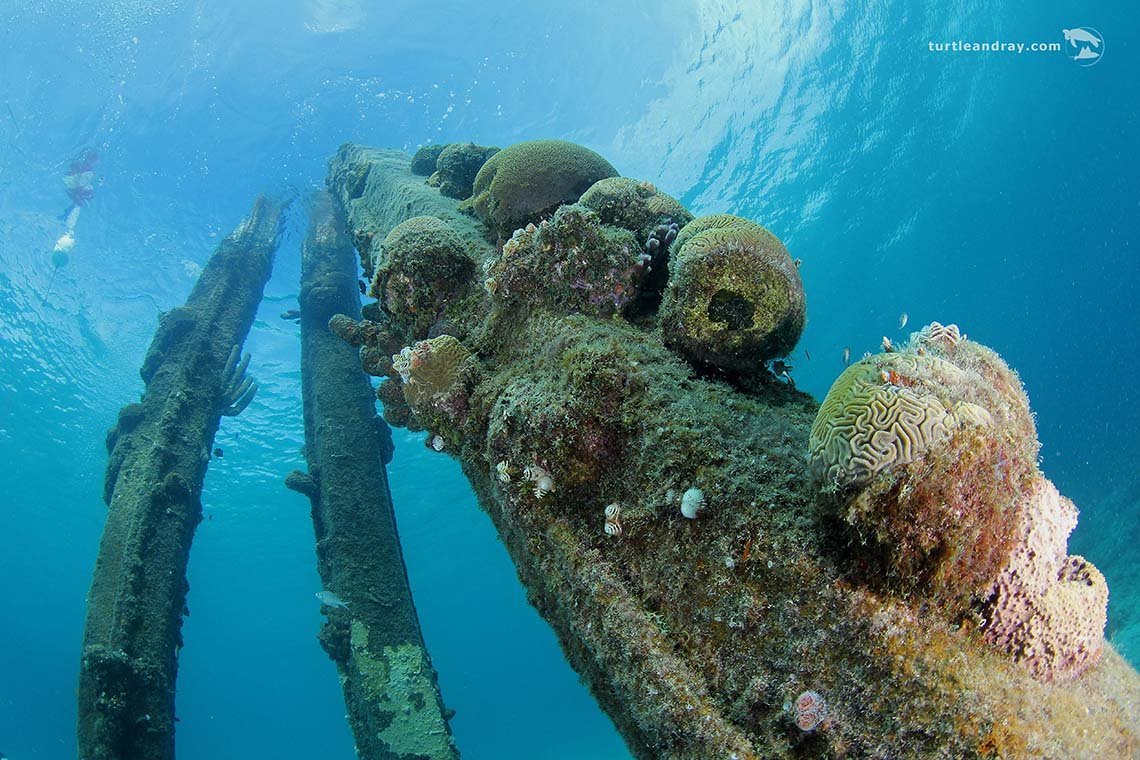 Scuba Lodge Duikcentrum Pietermaai - Diving Holidays Scuba Lodge Duikcentrum Pietermaai - Diving Holidays