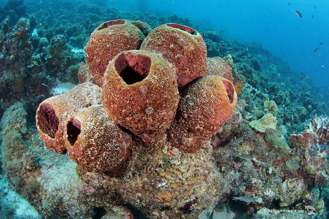 Scuba Lodge Duikcentrum Pietermaai - Diving Holidays Scuba Lodge Duikcentrum Pietermaai - Diving Holidays