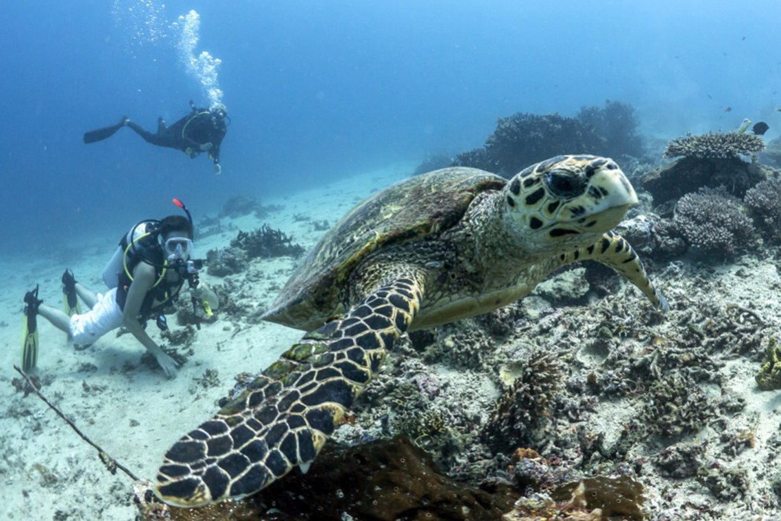 Mafia Island Diving - Diving Holidays