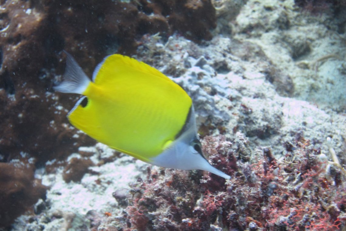 Mafia Island Diving - Diving Holidays