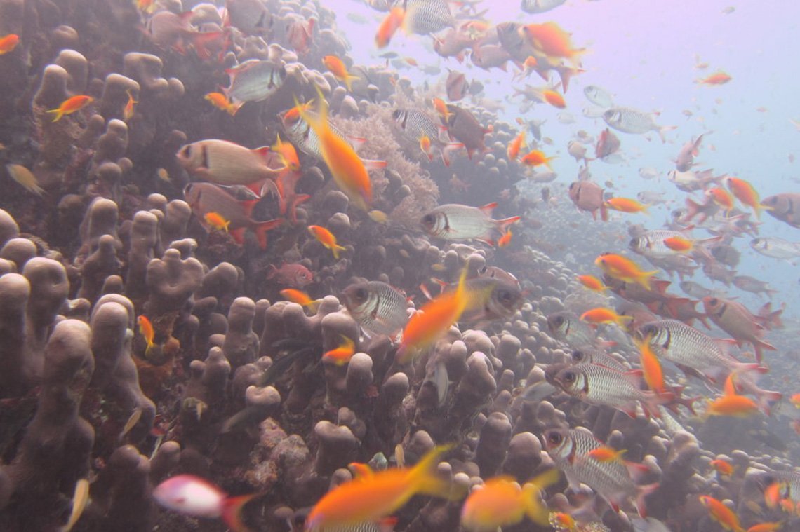 Mafia Island Diving - Diving Holidays