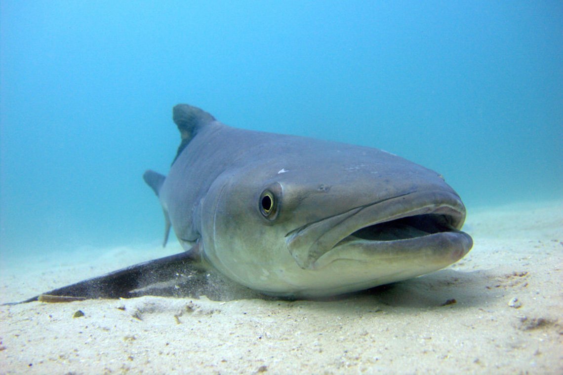 Mafia Island Diving - Diving Holidays