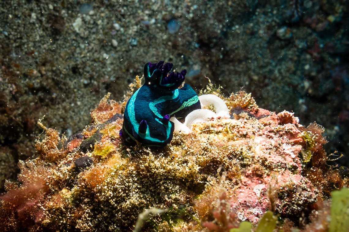 Green Turtle Diving - Diving Holidays