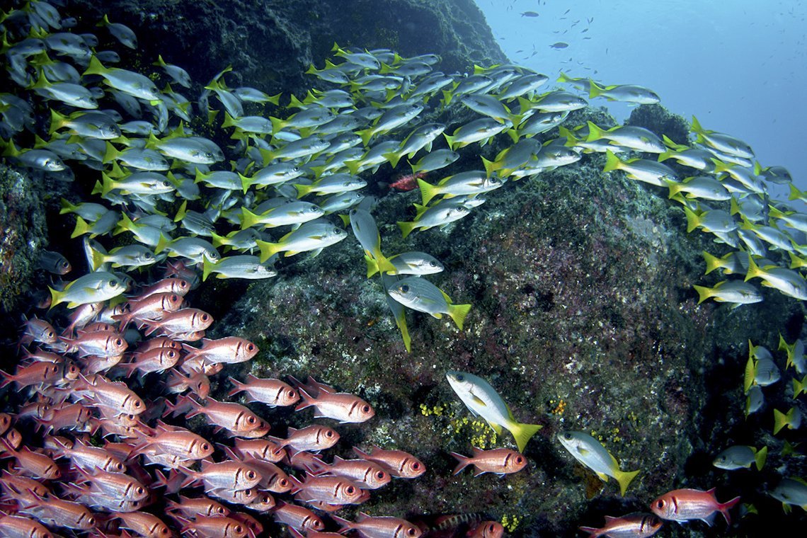 Green Turtle Diving - Diving Holidays