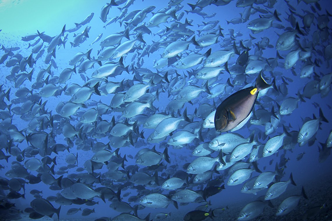 Green Turtle Diving - Diving Holidays