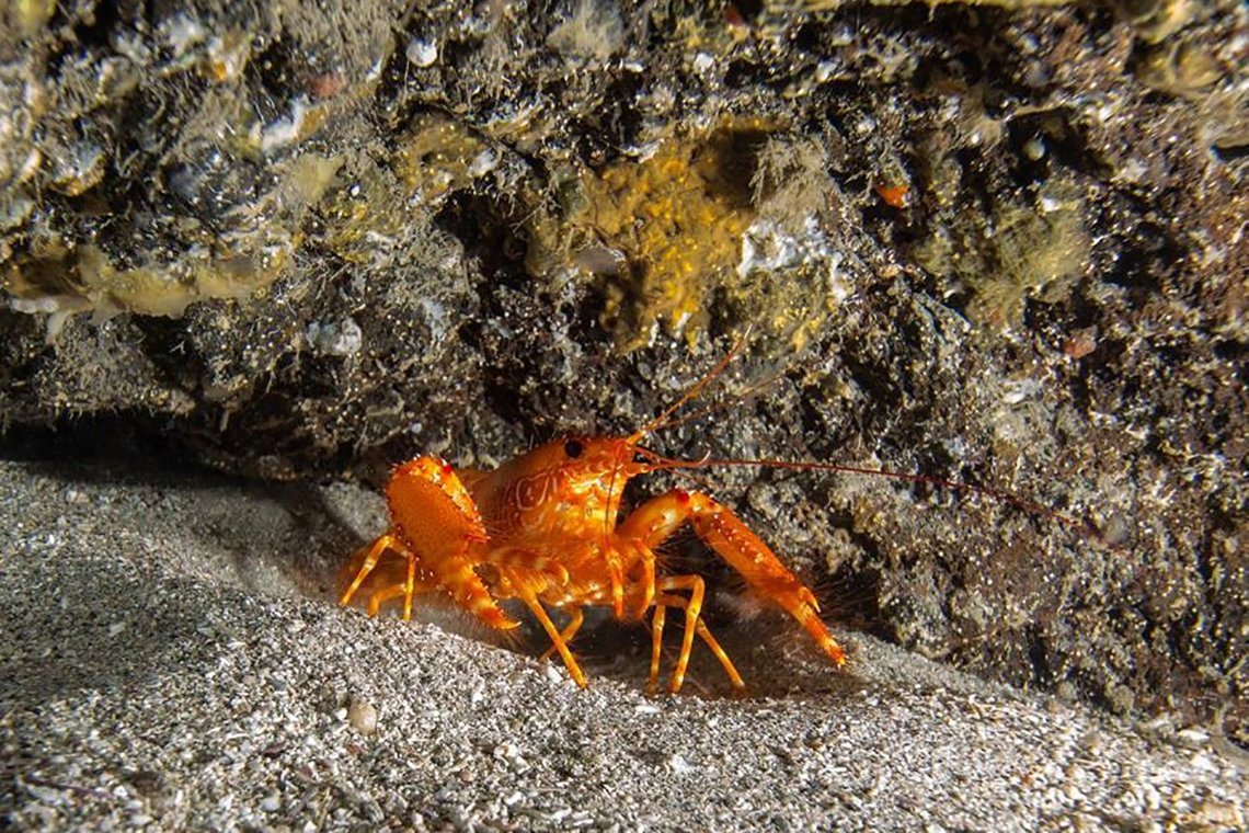 Dive Tribe Sao Vicente - Diving Holidays