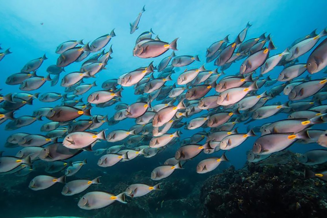 Dive Tribe Sao Vicente - Diving Holidays