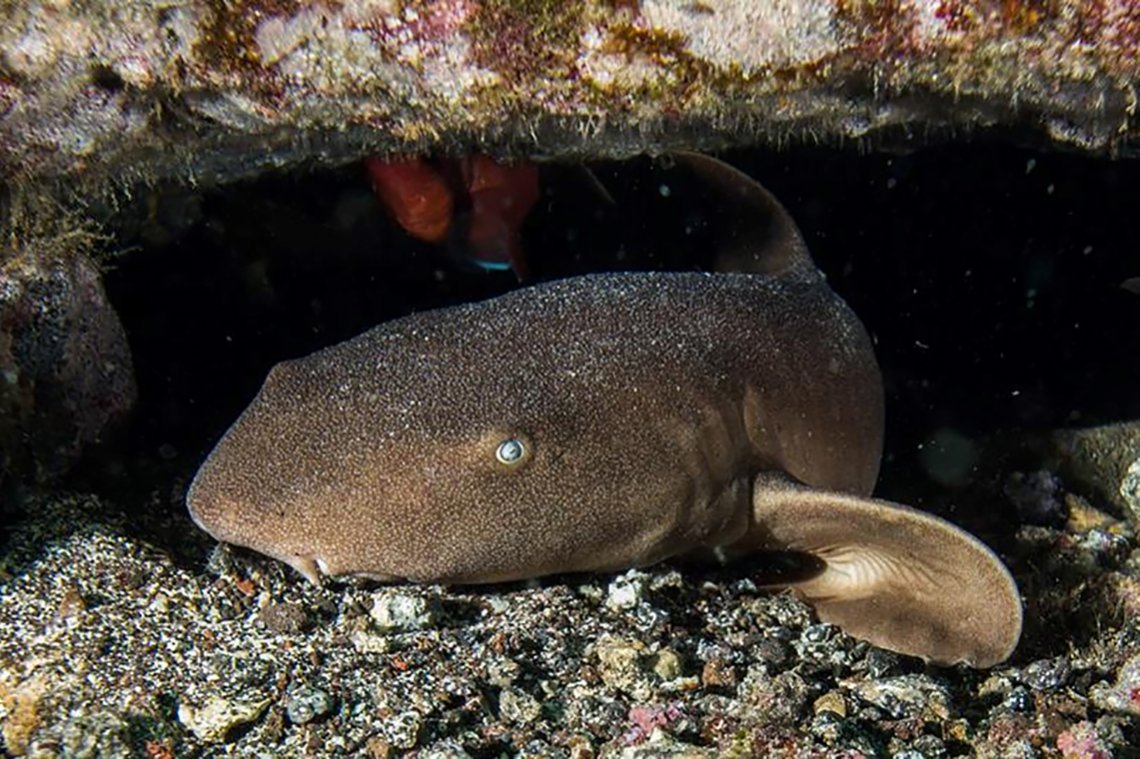 Dive Tribe Sao Vicente - Diving Holidays