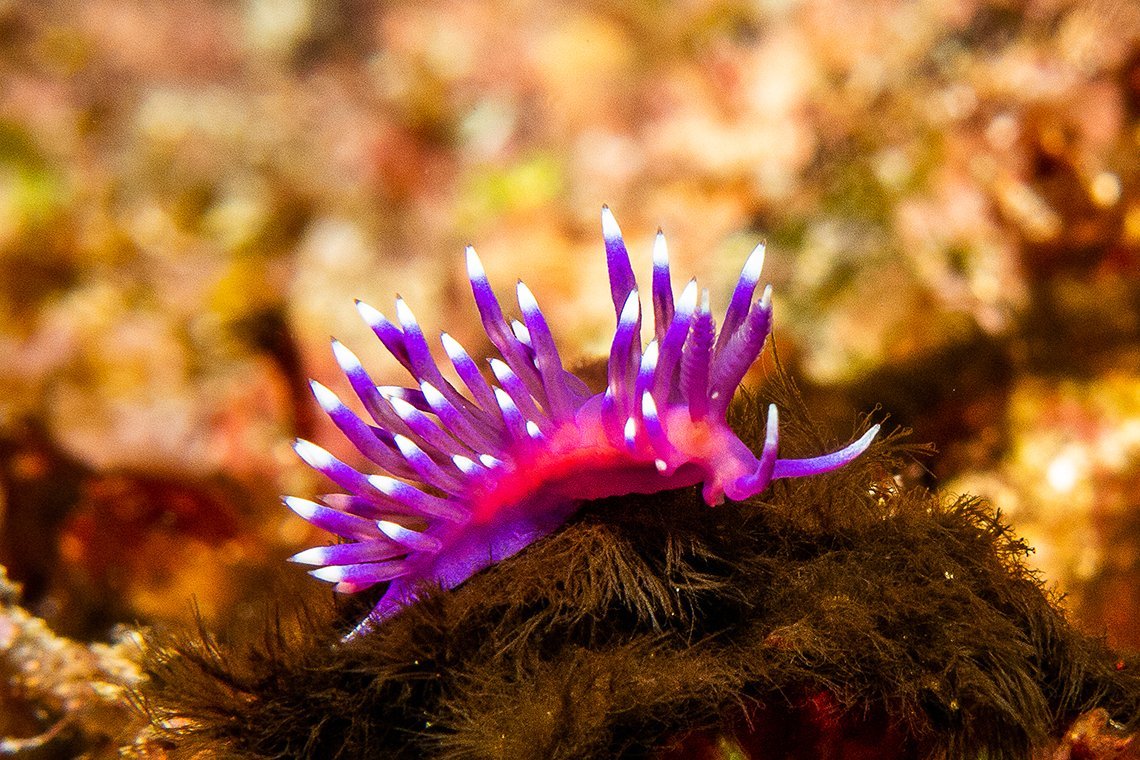 Dive Tribe Sao Vicente - Diving Holidays