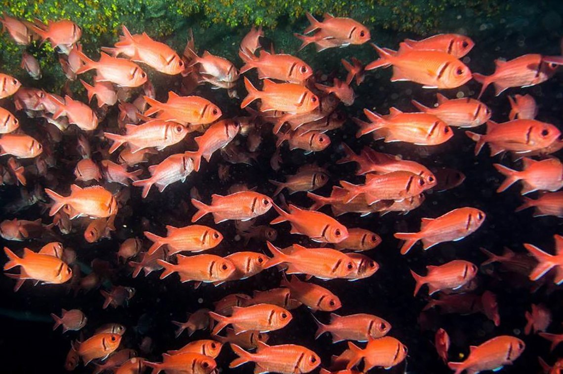 Dive Tribe Sao Vicente - Diving Holidays