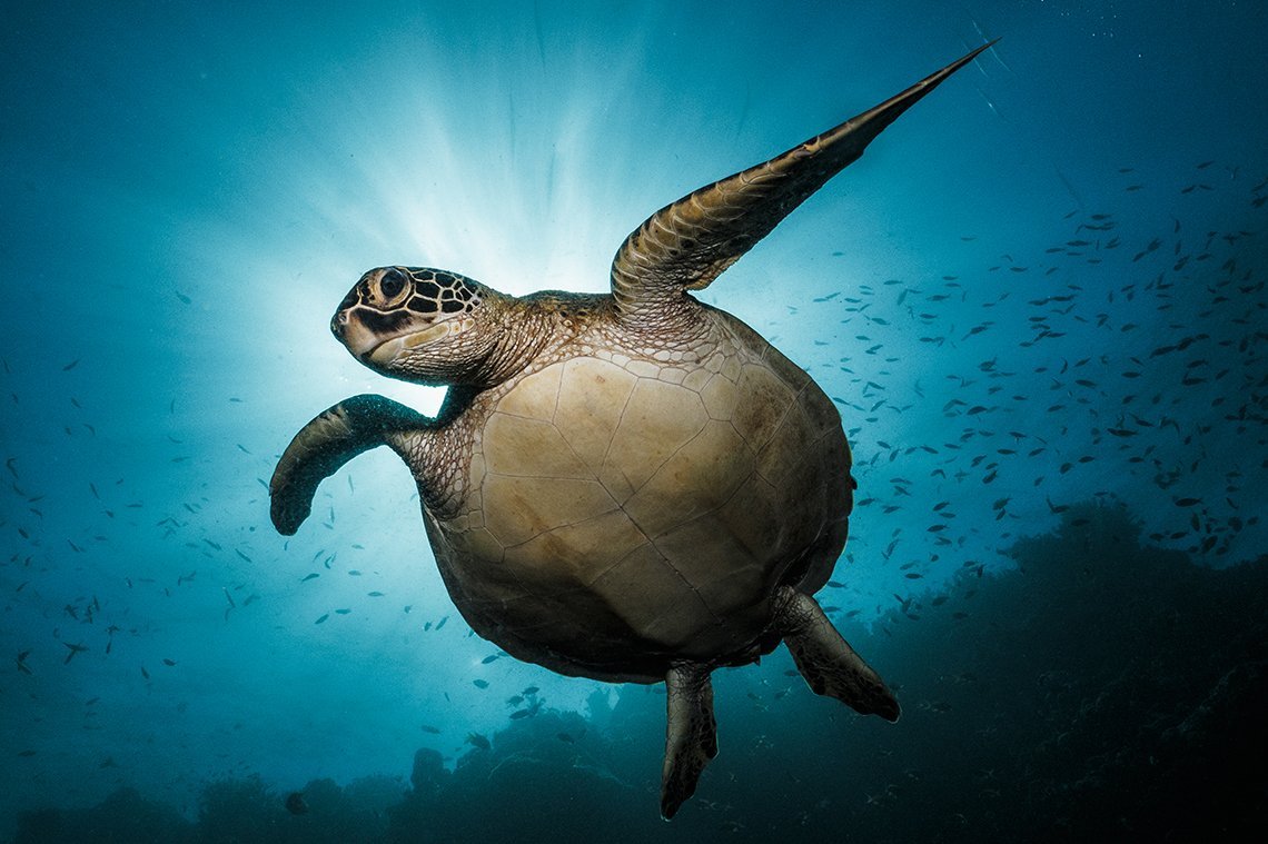 Cebu Fun Divers - Diving Holidays Cebu Fun Divers - Diving Holidays