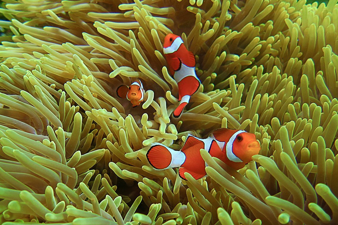 Pulisan Dive Center - Diving Holidays