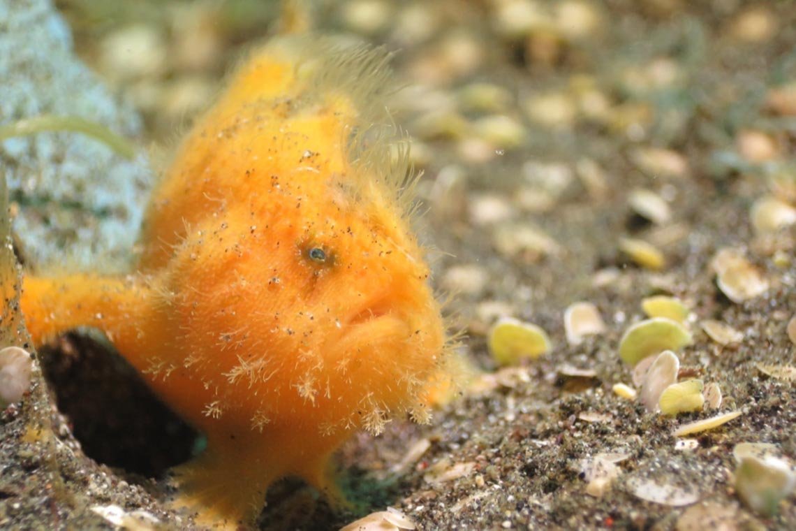 Pulisan Dive Center - Diving Holidays