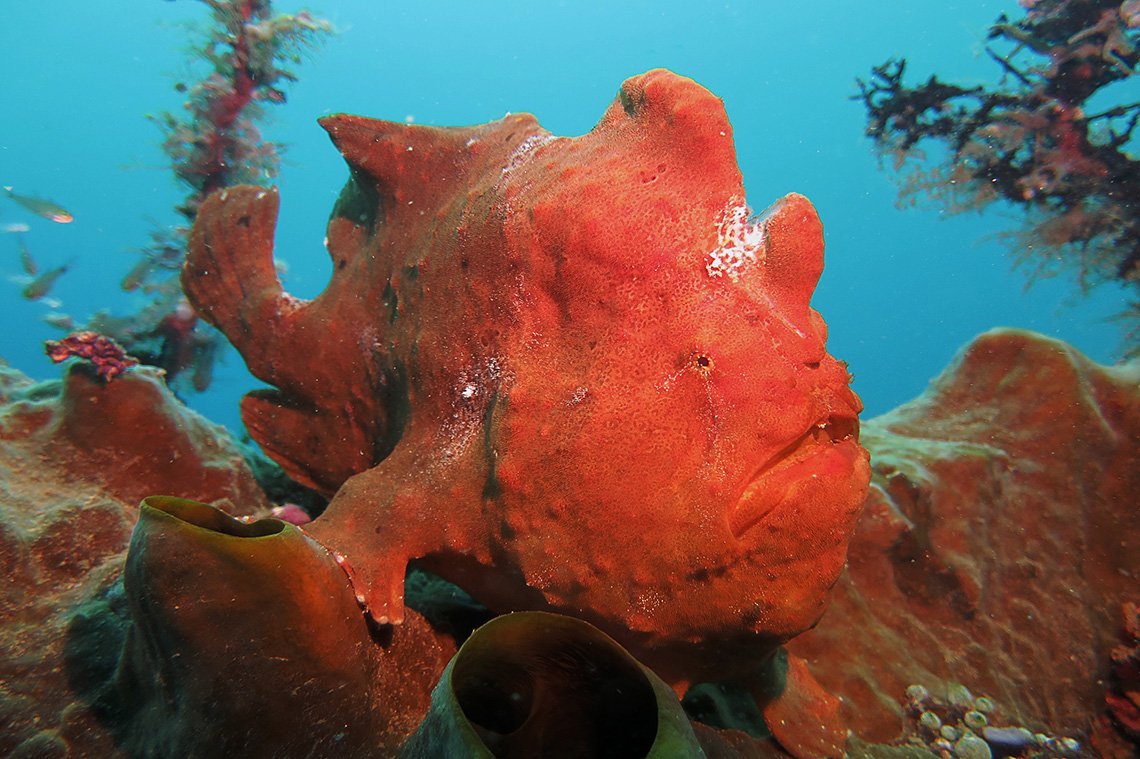 Pulisan Dive Center - Diving Holidays