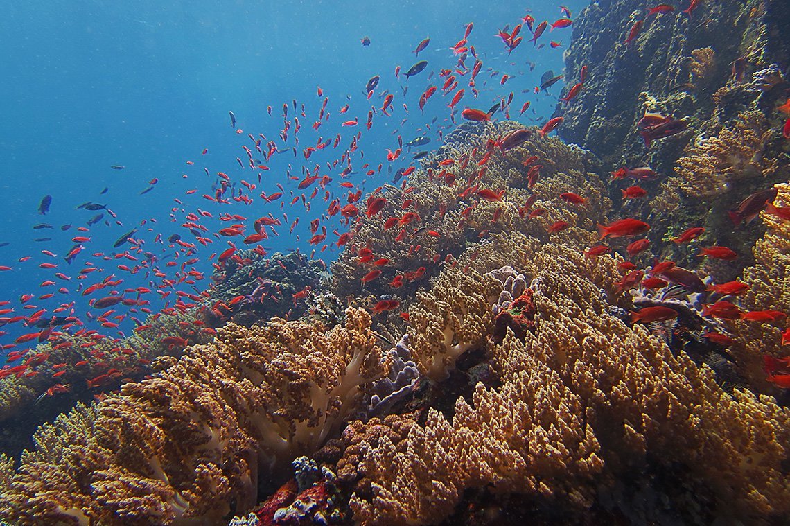 Pulisan Dive Center - Diving Holidays