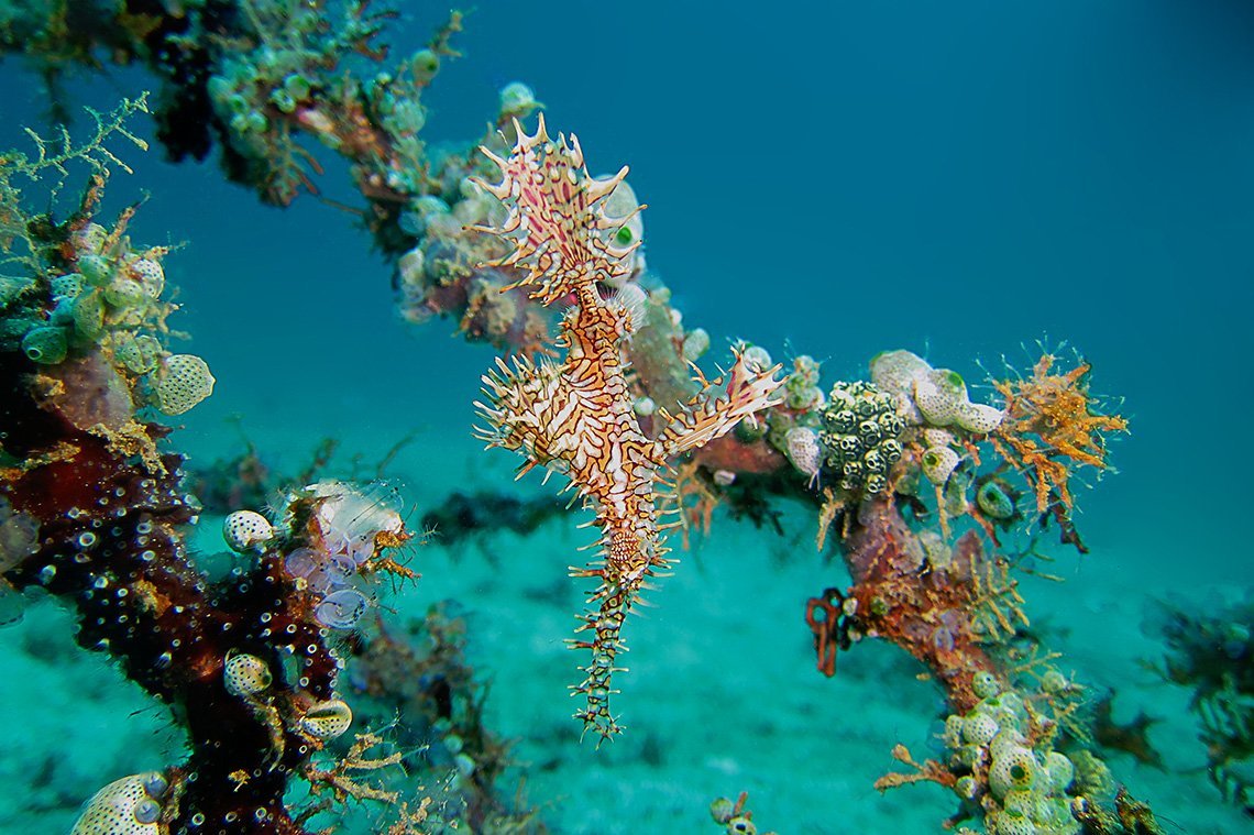 Pulisan Dive Center - Diving Holidays