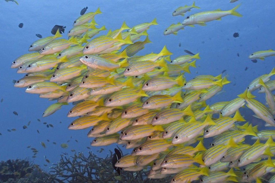 Sea Bees Diving Khao Lak Sea Bees Diving Khao Lak