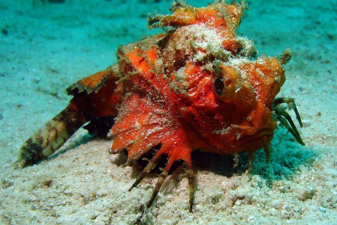 Sea Bees Diving Khao Lak Sea Bees Diving Khao Lak