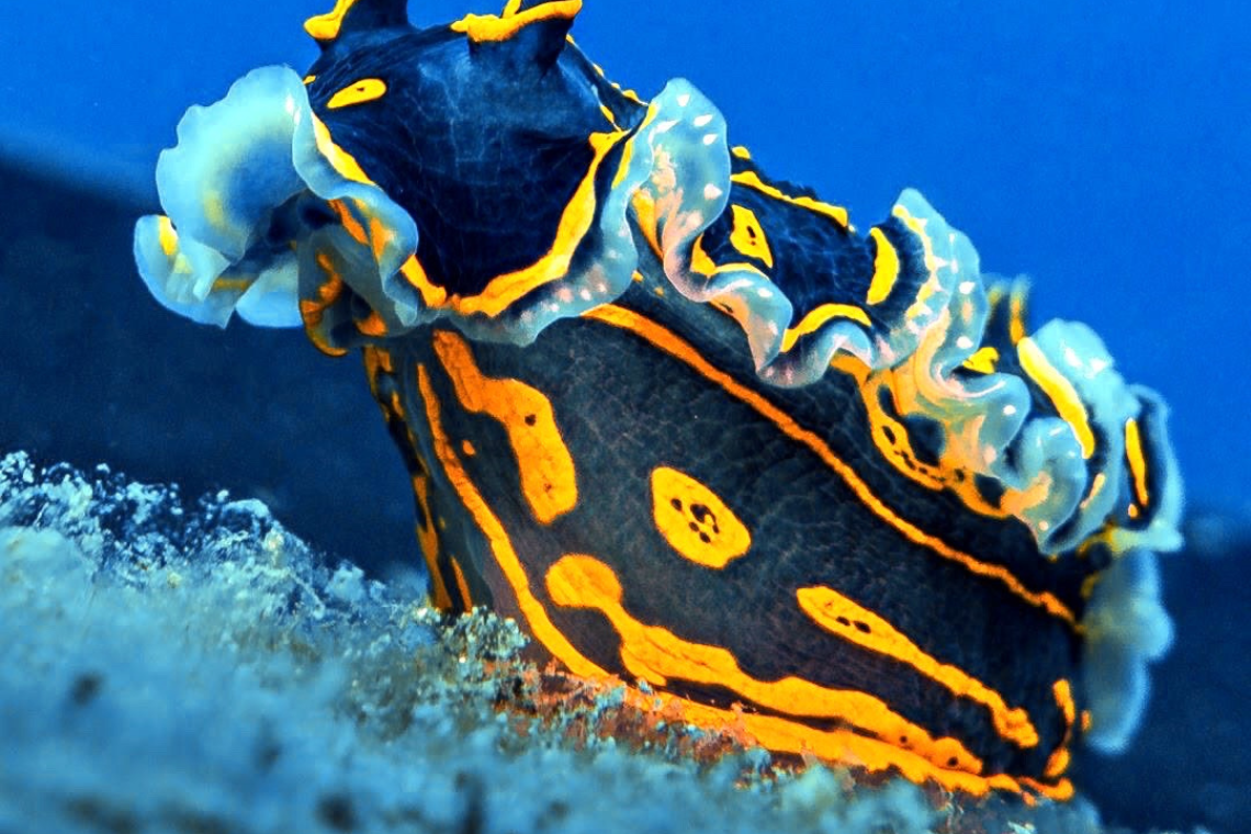 Divestop Cyprus Divestop Cyprus