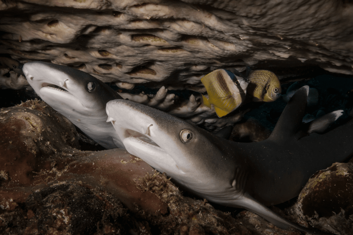 Extra Divers - Nabucco's Spice Island Extra Divers - Nabucco's Spice Island