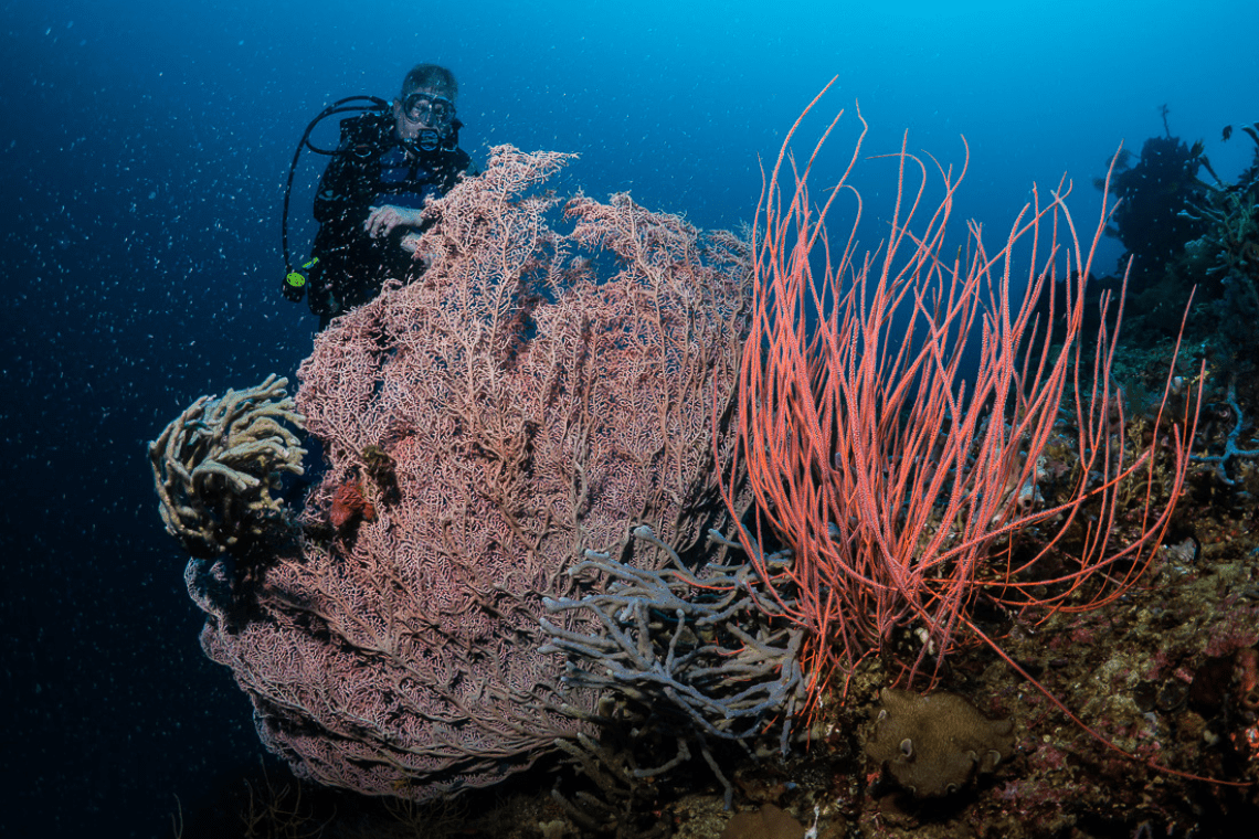 Extra Divers - Nabucco's Spice Island Extra Divers - Nabucco's Spice Island