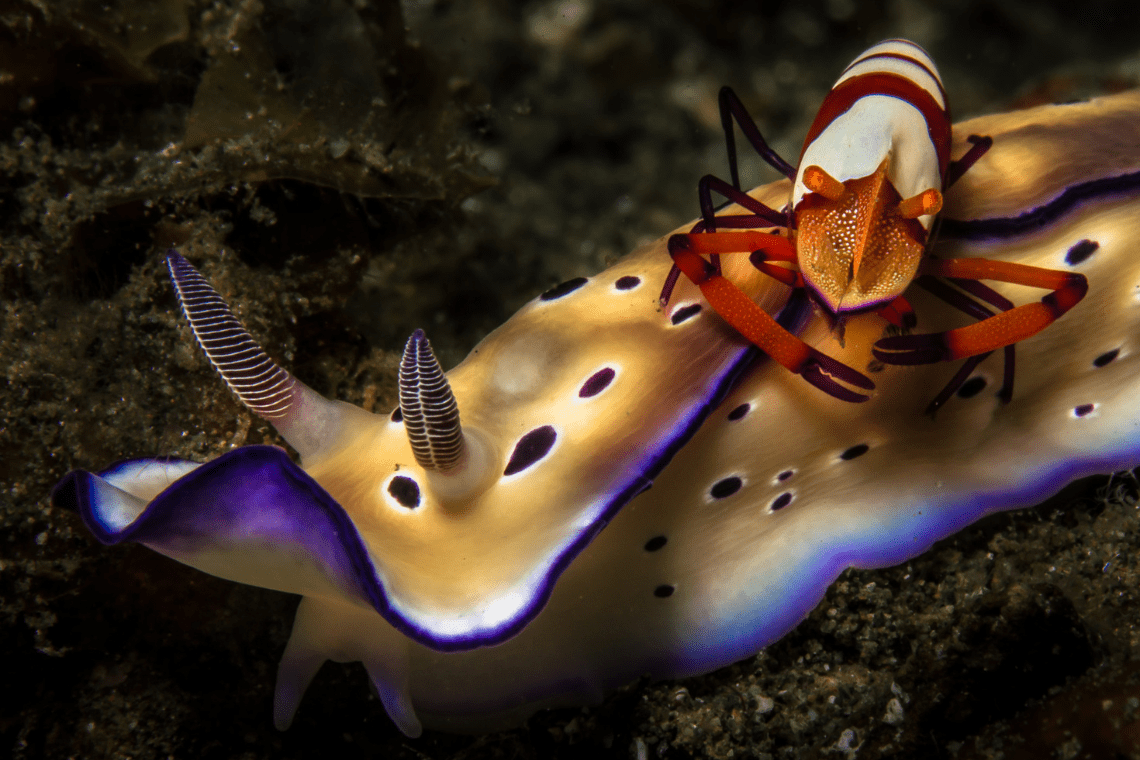 Extra Divers - Nabucco's Spice Island Extra Divers - Nabucco's Spice Island