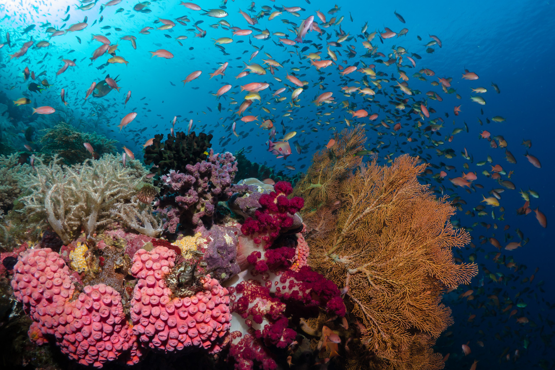 Extra Divers - Nabucco's Spice Island Extra Divers - Nabucco's Spice Island