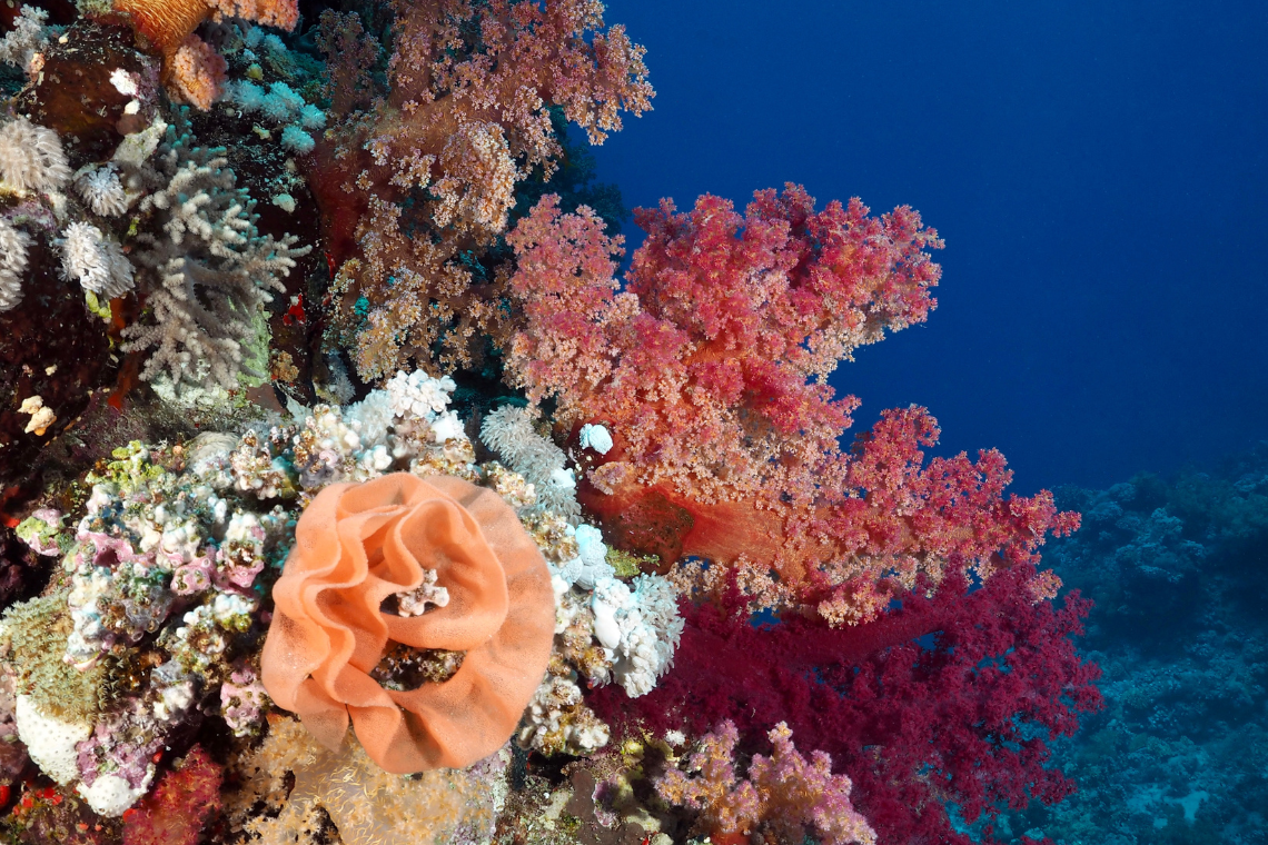 Barakuda Diving Center Barakuda Diving Center