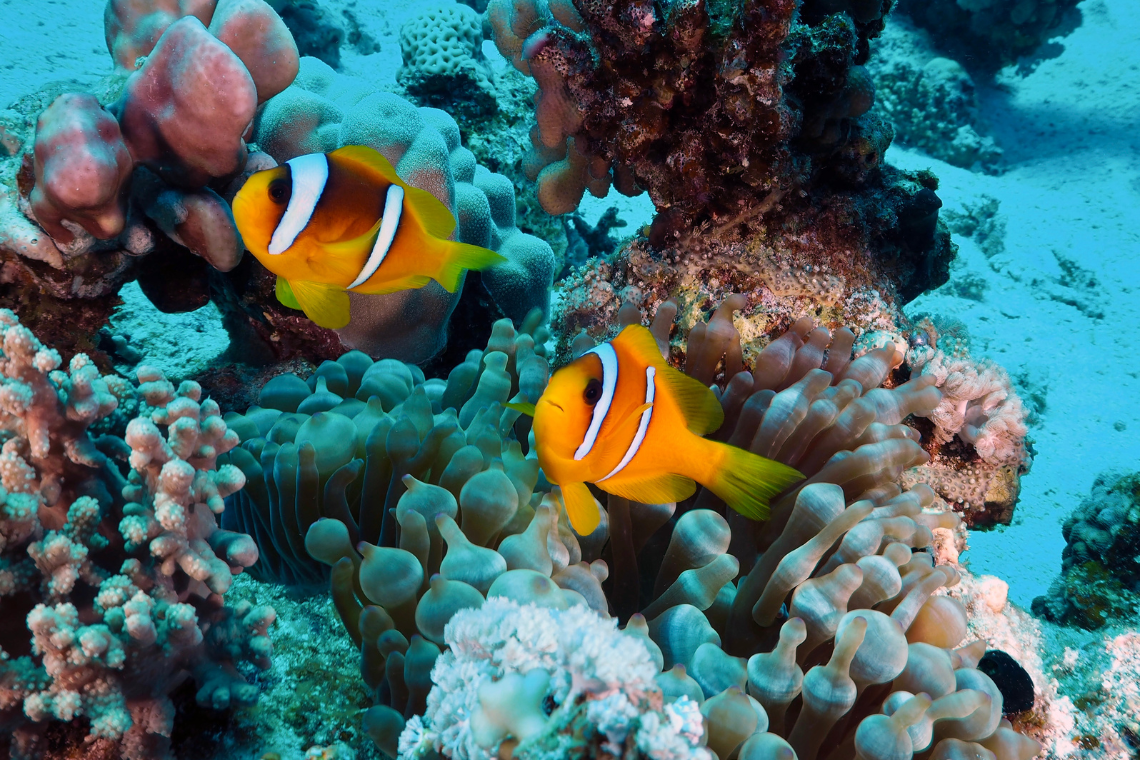 Barakuda Diving Center Barakuda Diving Center