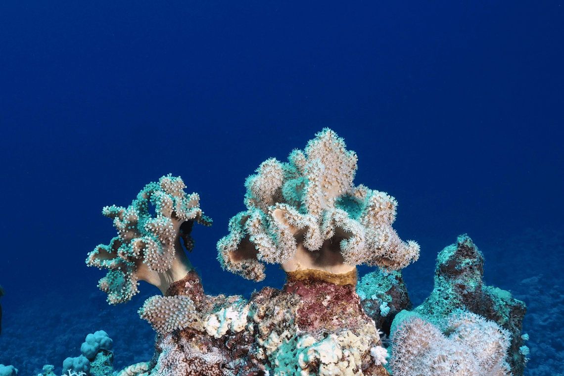 Barakuda Diving Center Barakuda Diving Center