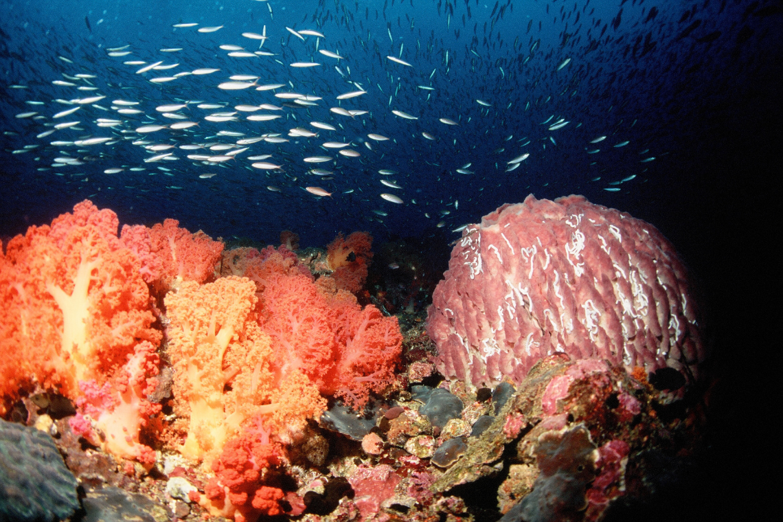 Turtle Bay Dive Resort