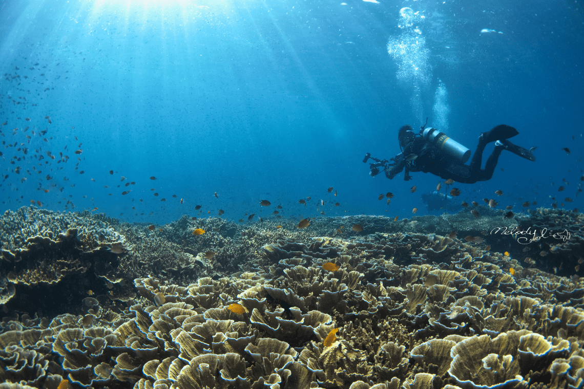Turtle Bay Dive Resort