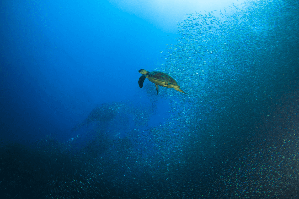 Turtle Bay Dive Resort