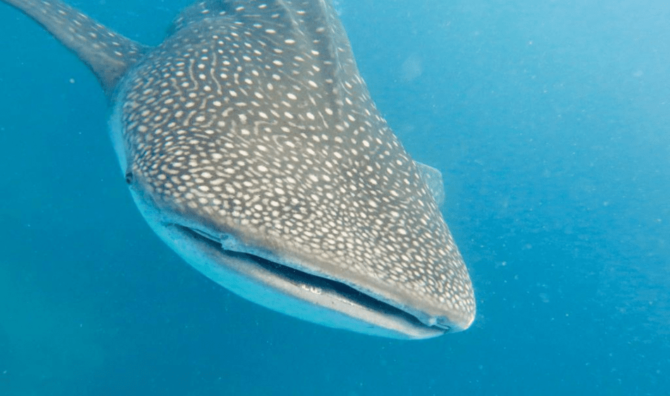 Visaya Dive Safari