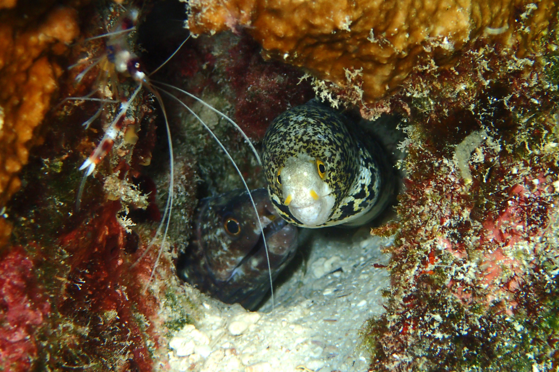 Visaya Dive Safari Visaya Dive Safari