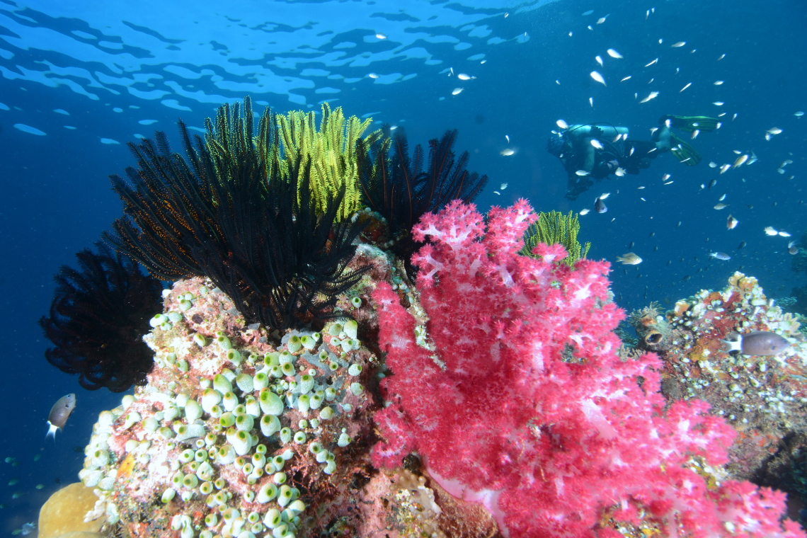 Virgin Cocoa - Extra Divers 